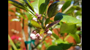 Flying dragon is a hardy and very dwarfing rootstock for citrus that. Kieffer Kaffir Thai Semi Dwarf Lime Tree Part 1 The Beginning Citrus Hystrix Youtube