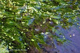 Image result for Najas graminea