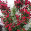 One of the best of the fragrant, dark red climbing roses with large, shapely full blooms and glossy dark green leaves. 3