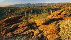 Saguaro national park protects our largest cacti species, the saguaro, and features camping, hiking, and backpacking trails for every level. Saguaro National Park East Arizona Highways