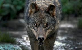 Selena gomez rare (deluxe edition) wolves. Spain S Wolf Hunting Ban Sparks Bitter Debate In Rural North World News Us News