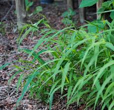 Image result for Urochloa deflexa