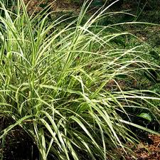 Image result for Miscanthus sinensis