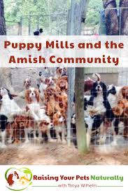 See more ideas about puppy mills, puppies, pet store. Puppy Mills And The Amish Community Cavalier Pet Rescue At Work