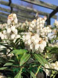Image result for Pieris japonský debutante obrázek