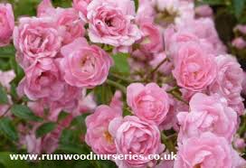 Nothing conveys love & romance better than roses. The Fairy Rose Shrub Potted And Bare Root Roses Available To Buy Online From British Roses