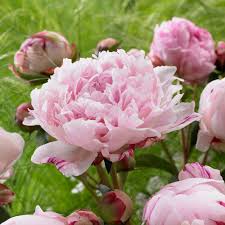 Peonies are one of my very favorite flowers, but you can tell me that i sound exactly like everyone else! Paeonia Sarah Bernhardt White Flower Farm