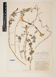 Image result for Triceratella drummondii