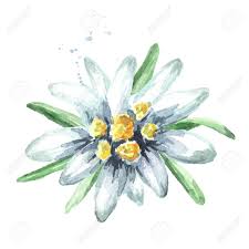 Edelweiss Flower Leontopodium Alpinum Watercolor Hand Drawn Edelweiss Flower Edelweiss Tattoo Flower Drawing