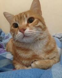 Kayip Kedi Ankara Haskoy Iletisim 0546 Haysev Dernegi Hayvan Severler فيسبوك
