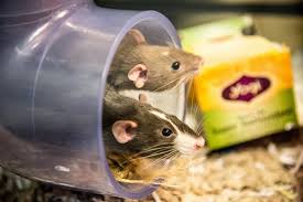 Ca state department of finance link. Domestic Rats Lindsay Wildlife Experience