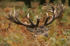 I have been told that the best time to look for deer antler sheds is during february or march when there is some snow on the ground so it is easy to spot the antlers. Where Am I Most Likely To Find Deer Antlers Shooting Uk