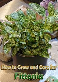 We did not find results for: How To Grow And Care For Fittonia Nerve Plant