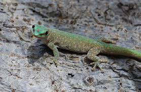 Image result for Aneilema spekei