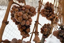 Late Harvest Wines On The Leelanau Peninsula Traverse City Mi