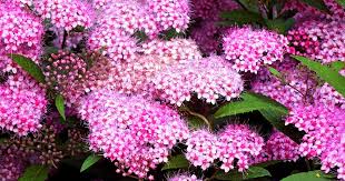 Despite the name, this plant does not produce nuts. How To Grow And Care For Spirea Bushes Gardener S Path