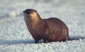 Kết quả hình ảnh cho con rái cá