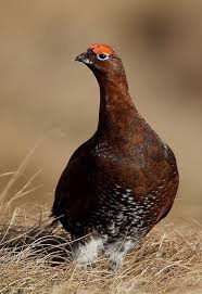 Pin By Clelia Lambir On Birds Two Scottish Animals Pet Birds Beautiful Birds