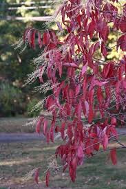 Best flowering bushes for new england. Fall Winter Plants For New England Gallery Garden Design