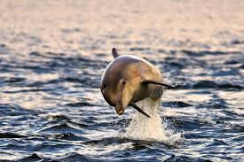 Dolphins Porpoise And Whales In The Uk How To Identify