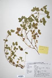 Image result for Trifolium wentzelianum
