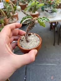 Image result for Euphorbia unicornis