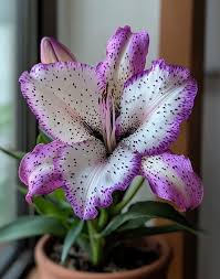 Image result for Streptocarpus buchananii