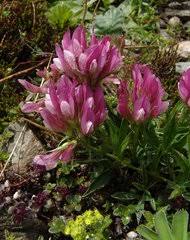 Image result for Ptycholobium plicatum