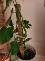 Steps to create a diy moss pole for your monstera: Am I Using The Moss Pole Correctly With The Monstera Houseplants