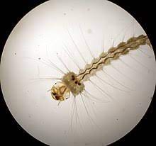 Mosquito Wikipedia