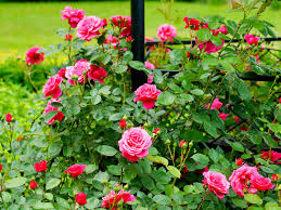 Weeping ornamental trees bear arching branches which sweep the ground in the breeze, adding an architectural feel to your garden. A Complete Guide To Growing Roses Love The Garden