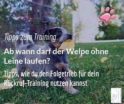 Wenn wir andauernd etwas neues in den hundenapf tun, entwickelt unser hund mit ziemlich großer wahrscheinlichkeit häufiger mal durchfall oder verstopfung, da seine darmflora keine zeit hat, sich an die ständig wechselnde nahrung anzupassen. Ab Wann Kann Man Welpen Ohne Leine Laufen Lassen
