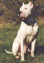 Dogo Argentino Dog Argentino Dogs Beautiful Dogs