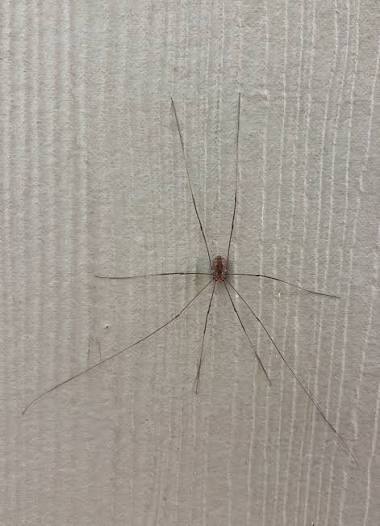 Grandaddy Longlegs or Harvestmen