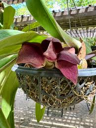 Image result for Bulbophyllum josephi
