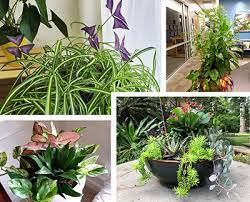 The best indoor plants perfect for everyone: Indoor Gardens University Of Florida Institute Of Food And Agricultural Sciences