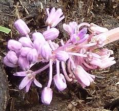 Image result for Ledebouria cooperi