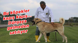 Bu Kopekleri Almak Icin 15 Ay Sira Bekleniyor Yerel Urfa Degisim Gazetesi