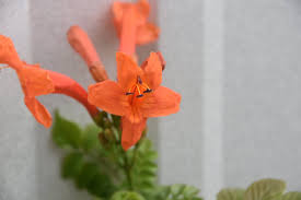 Image result for Haumaniastrum