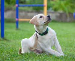 What To Do When Pet S Flea Medication Stops Working