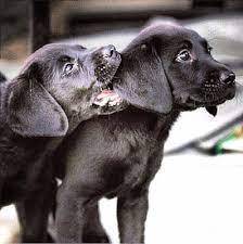 Comportements Du Chien Relation Homme Chien Chien Qui Mordille Controle Et Inhibition De La Morsure