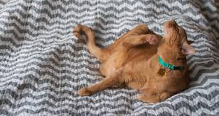 The cat flea, ctenocephalides felis, is the most common external parasite in. 5 Ways Your Indoor Cat Can Get Fleas Petcoach