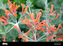 Image result for Dicliptera sericea