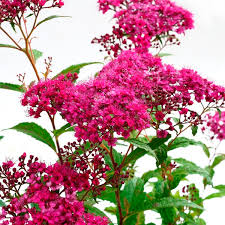 Image result for Spiraea bumalda