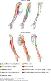 Chapter 132 Upper Limb Dermatomes Myotomes Sclerotomes