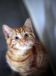 But if you ever see that your pet is breathing abnormally, consider it an emergency and contact your veterinarian immediately — especially if he's having difficult or labored breathing, a this is a dire emergency. How To Soothe A Stressed Pet Woman Home