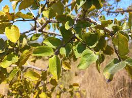 Image result for Strychnos cocculoides