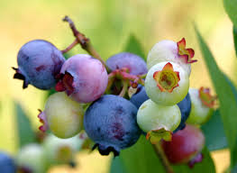 The hardy fruit tree nursery grows fruit trees for the northern climate of canada. Blueberry Wikipedia