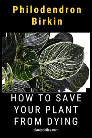 Philodendron Birkin Care Bible In 2020 Philodendron Philodendron Plant Plant Care