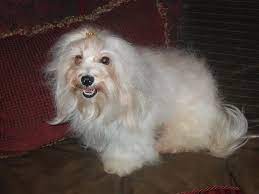 Kase havanese | quality havanese puppies in charlotte north carolina we are a family of havanese dog breeders dedicated to breeding top quality havanese puppies for you. Kase Havanese Butterscotch Kase Havanese